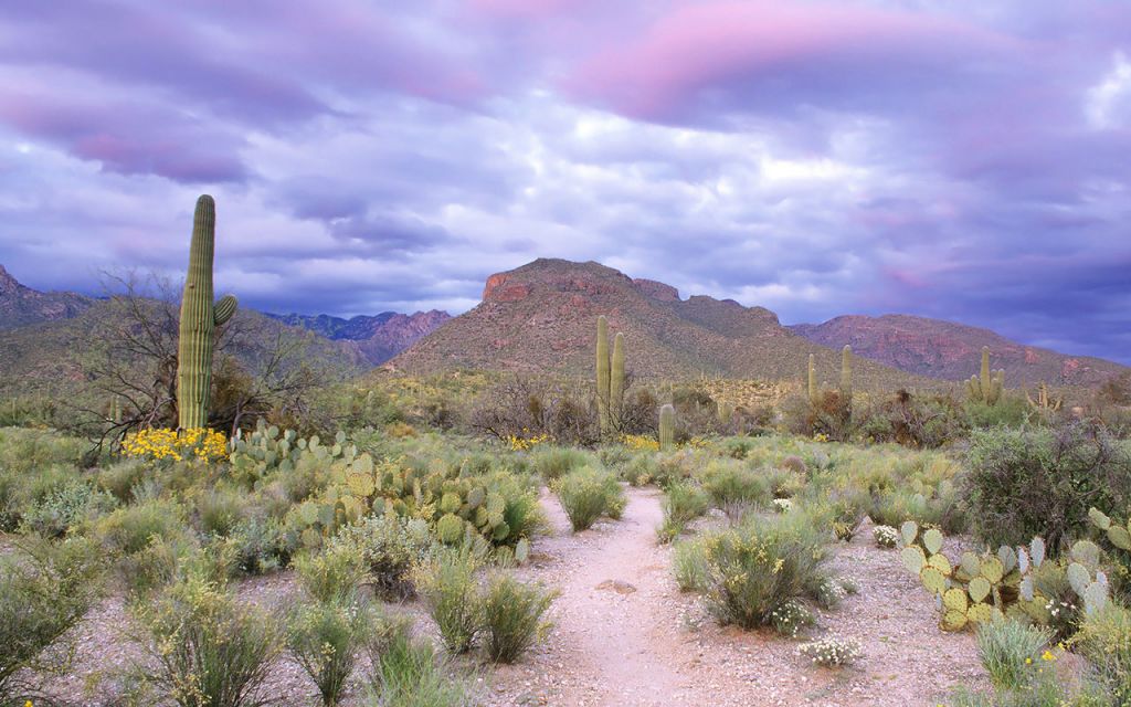A desert landscape with cacti and mountains in the background under a cloudy sky